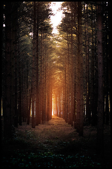 Porn Pics brutalgeneration:  Horsford woods by Matthew