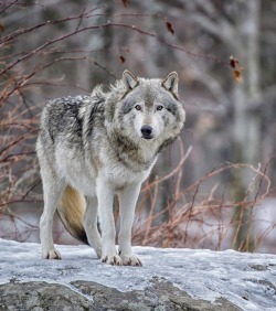 beautiful-wildlife:Wolf on watch by © Daniel