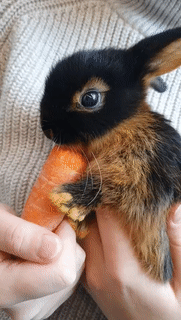 sillyguyjavier - Bunnies and other things.