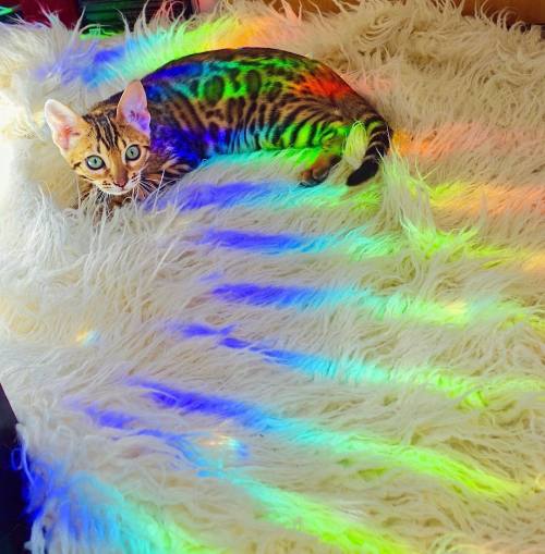 everythingfox:Colourful Suki Sukiicat 