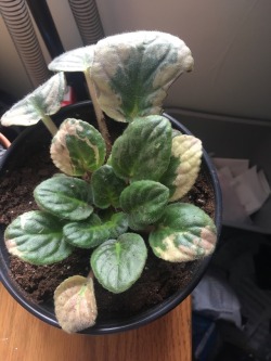 kirschnerd:Can anyone give me some advice to better care for these? I have no clue what I’m doing wrong I&rsquo;m not an expert but maybe some of my followers could help? They were very nice when i had trouble with my African violets.  My only advice