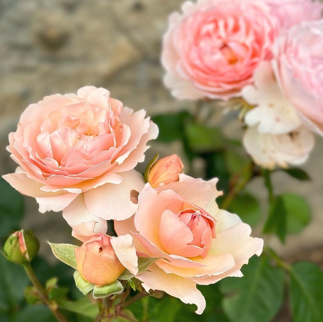 Bellafaye Garden On Tumblr bellafaye-garden-on-tumblr