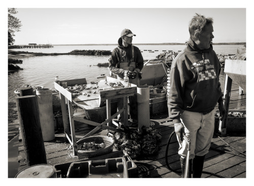 Cappahosic Oyster Company, on the north bank of the York River, Gloucester County, Virginia. 