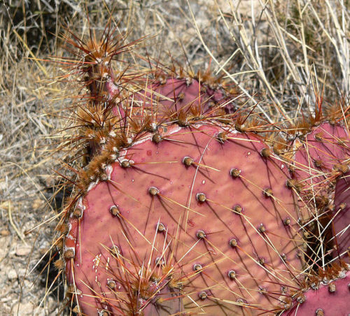  Opuntia phaeacantha Tulip Prickly Pear, Desert Prickly Pear(via)