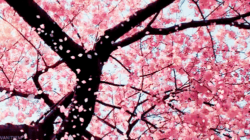 桜　sakura