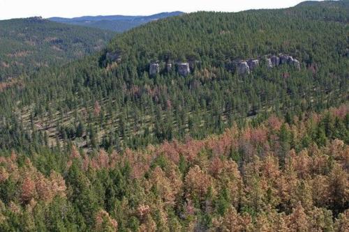 THE BLACK HILLS AND THE MOUNTAIN PINE BEETLE—SOUTH DAKOTA AND WYOMINGThe Black Hills National 