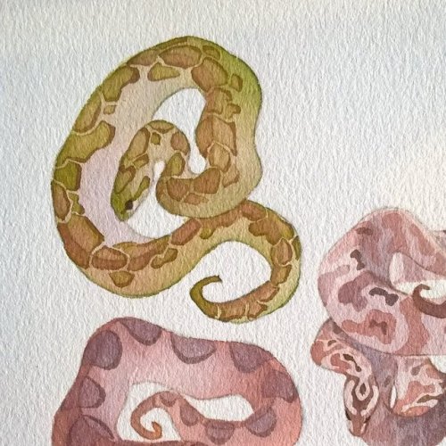 rozenn-blog:Snakes! They’ll be available as stickers on my shop soon!Whitenights watercolor, colorex