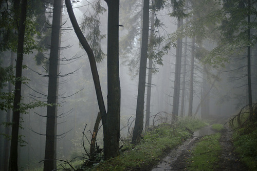 cinnamonthursdays:Misty Trail (II)By Karolina KozielWebsite | Instagram | Pinterest | Tumblr