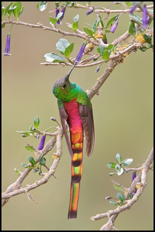 Porn photo Trailing fire (Red-tailed Comet hummingbird,