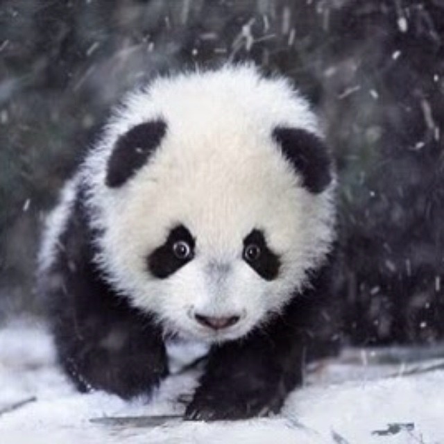 Panda attack mode&hellip; #panda #cute #instagood #likeforlike #pandabear #asians