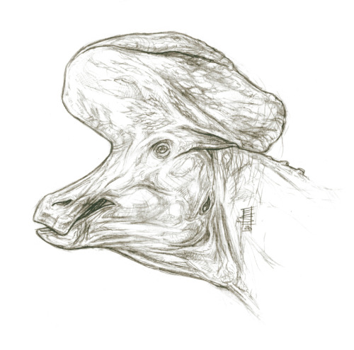 Sketchy Dino Head_Lambeosaurus magniscristatus (+ comb). Pencils, 2020.References: Greg S. Paul.
