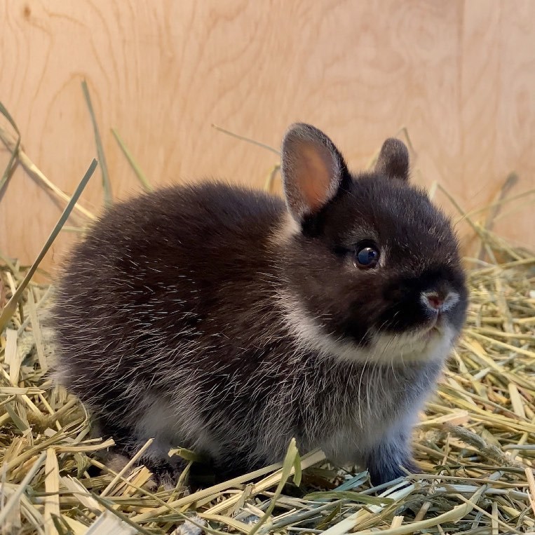 Rabbits Rabbits