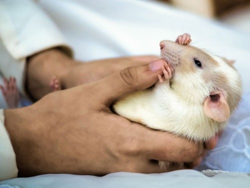 animalsandtrees:Rats see the pain in other rats’ faces“Rats and mice in pain make facial expressions