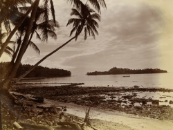 dame-de-pique: John Watt Beattie - Honggo, Solomon Islands, 1906