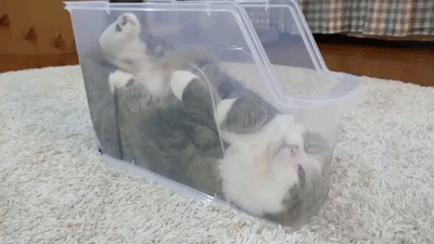 sizvideos:  Maru is relaxed in the slim plastic case - Full video 