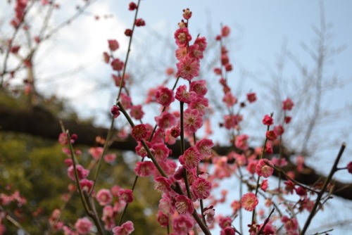 Flowers of Shinjuku Gyoen (March 2019)