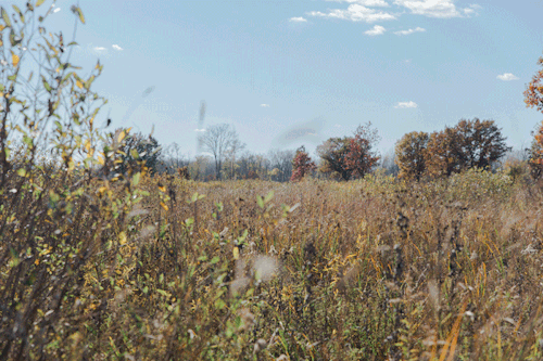 tinyclicks:Stayed in a barn in Wisconsin once. Here’s some nearby wheat.