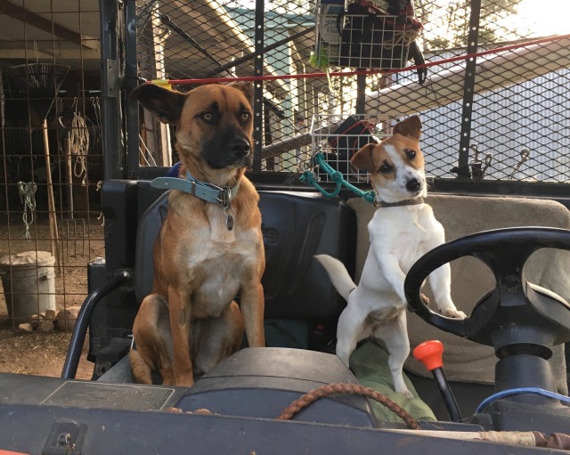 two dogs sitting in an open cab side-by-side vehicle. the dog on the left is a sable-brown kelpie mix dog with a black muzzle and bright yellow eyes. she looks very worried. the dog on the right is a small tan and white jack russell terrier. she has her paws up on the steering wheel like she is going to drive