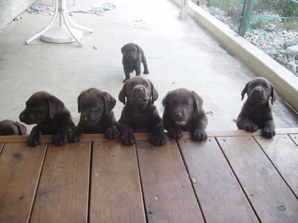 cute-overload:  Some chocolate labs we raised, back in their heydayhttp://cute-overload.tumblr.com