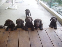 cute-overload:  Some chocolate labs we raised,