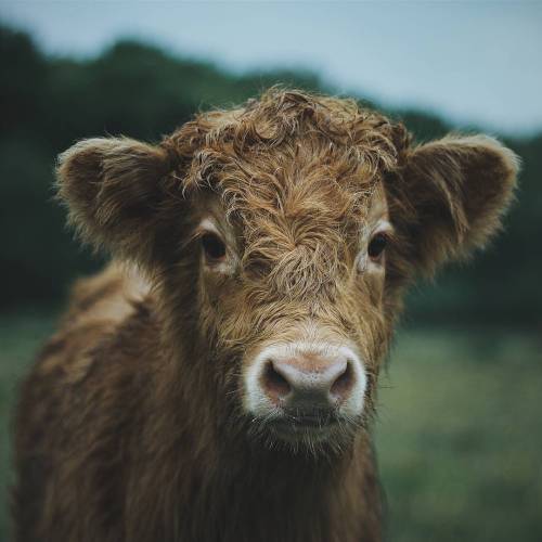 soul-wanderer:Highland Cows by livingitrural