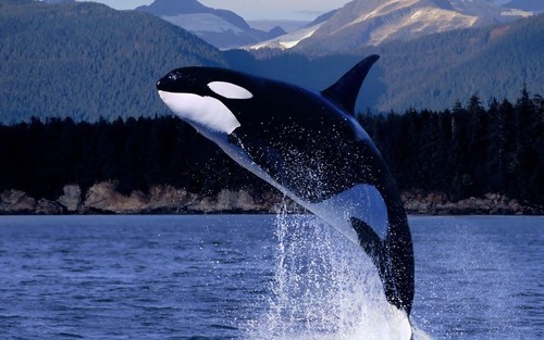 thingsistillneedtosee:A wild Orca Whale✖ △ ☼☽☽†☾ ✞♡ pale whale blog♡ ☾†☽☽☼ △ ✖