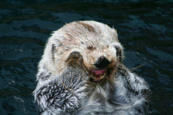 gothiccharmschool:  Happy otters always make