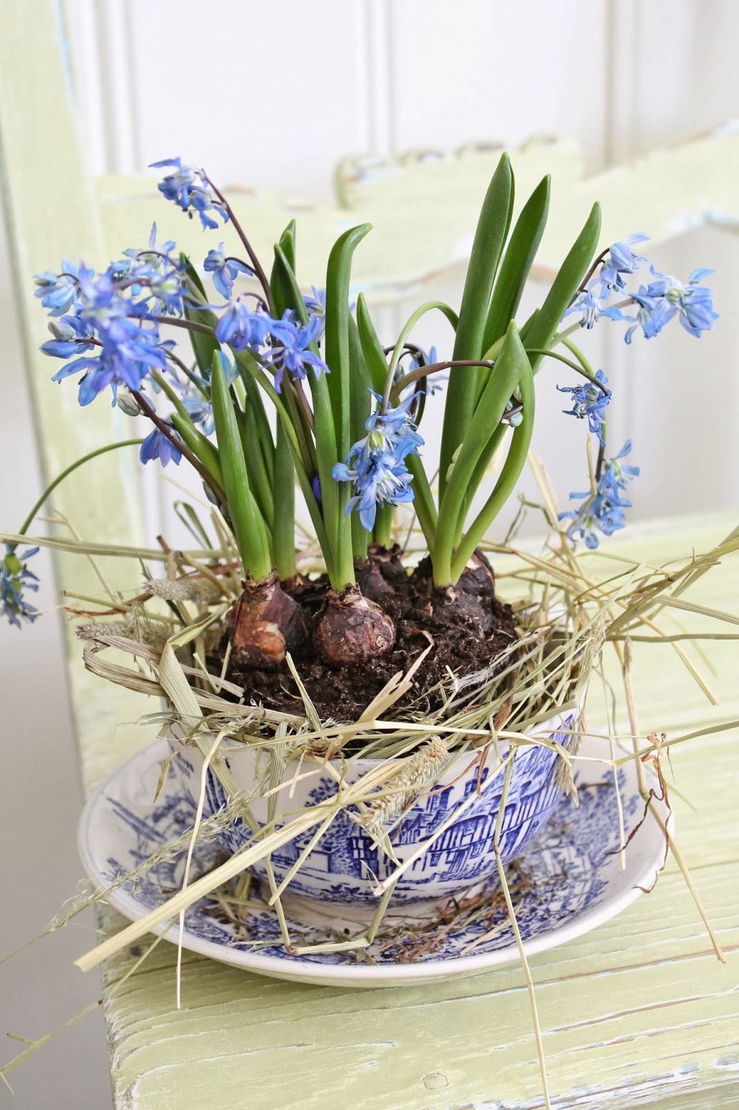 syflove: “hyacinths ”