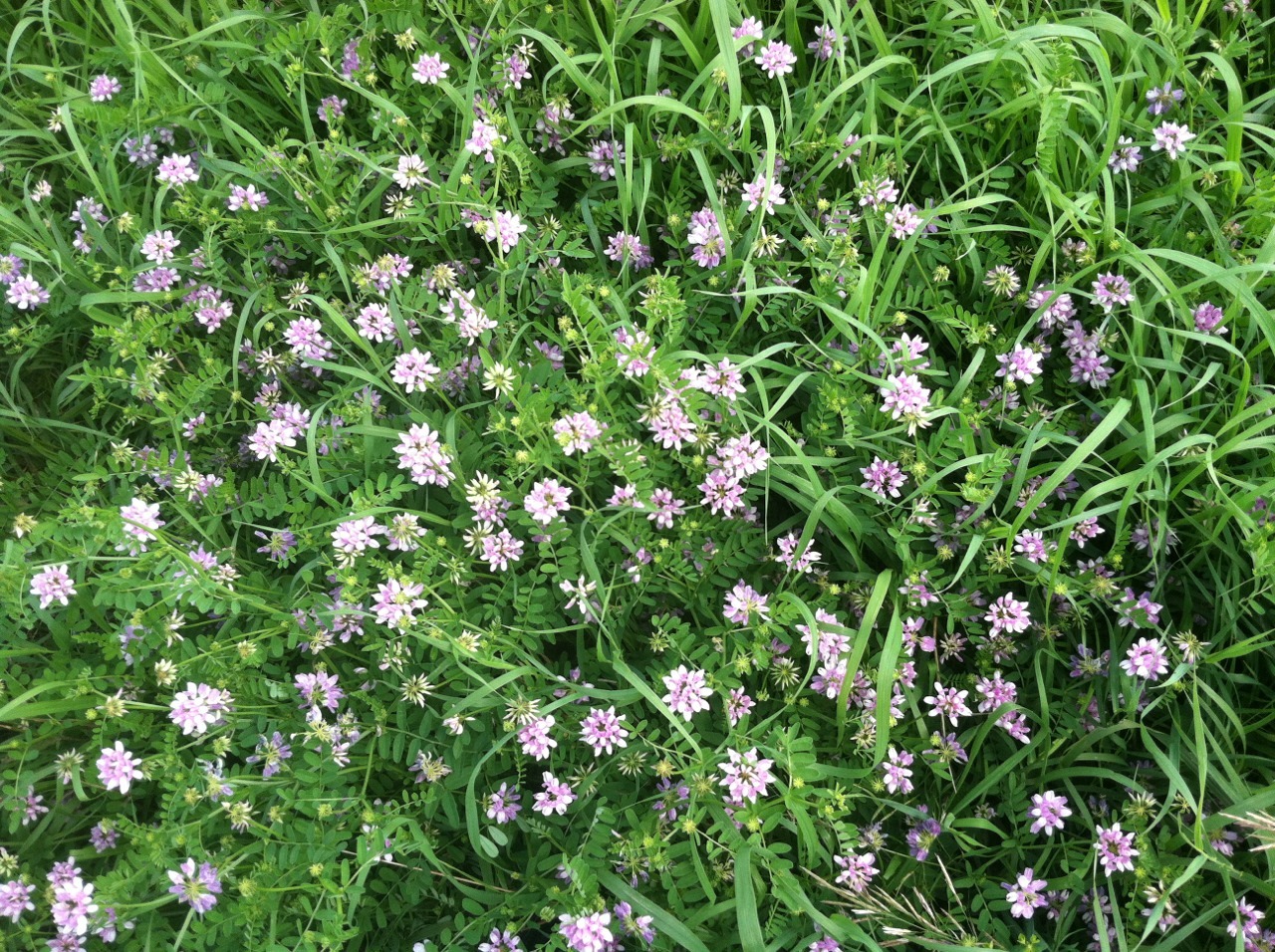 neurowall:  babyamputea:  neurowall:  in the flowers  jealous   don’t be jealous,