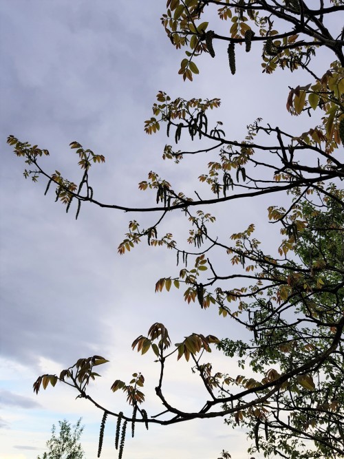 Don’t remember walnut catkins being quite this big in the past years, but they look pretty cool now.