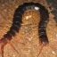 centipedelover
