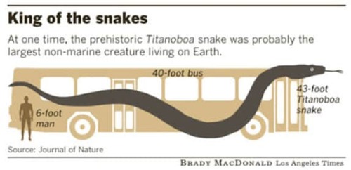 ainawgsd: Titanoboa Titanoboa is an extinct genus of snakes that is known to have lived in pres