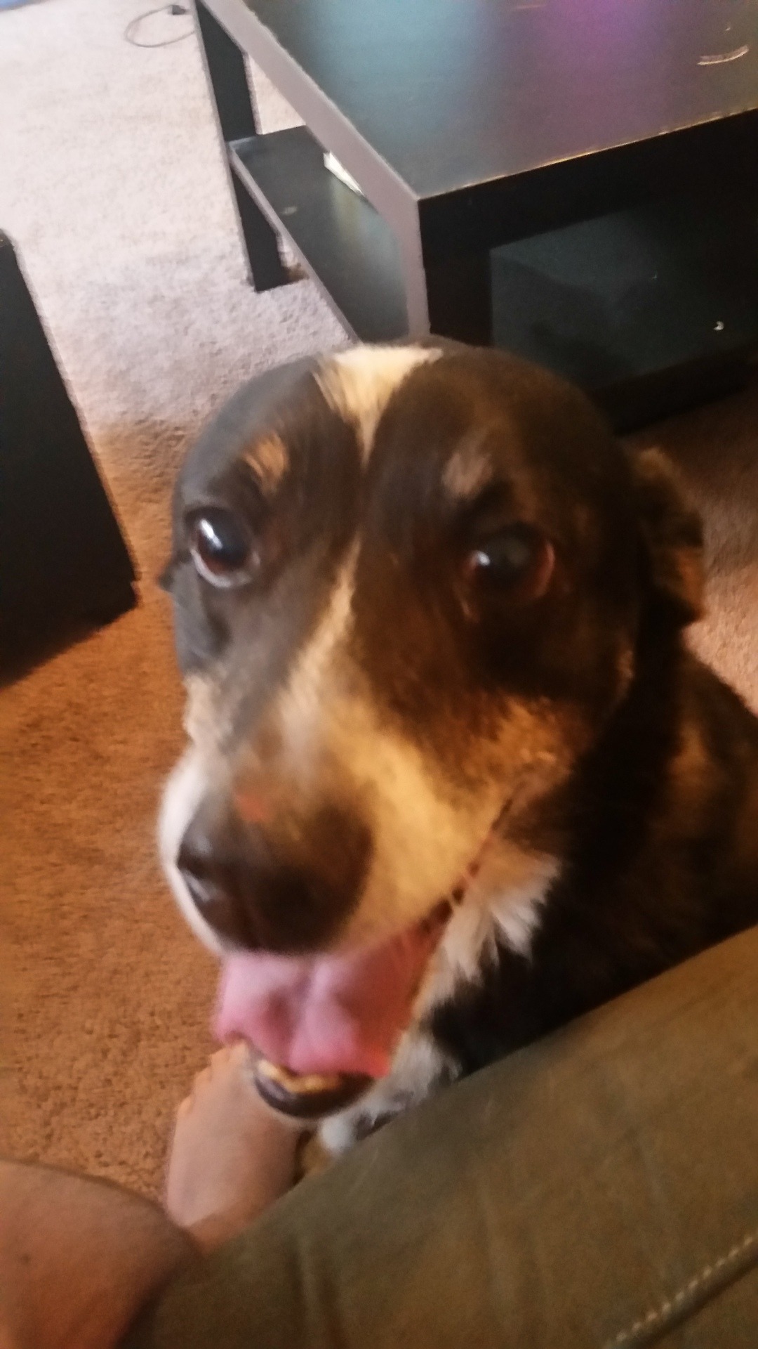 For your birthday, a picture of my puppy (he’s actually old af, but don’t tell