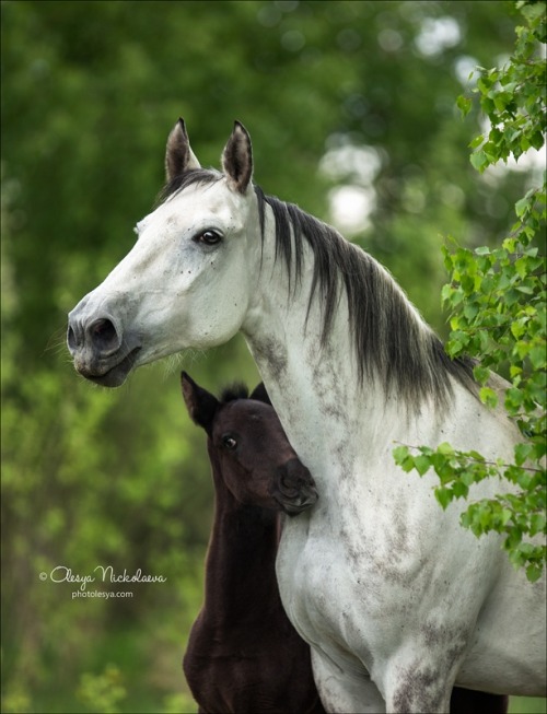 orlovtrotter:Orlov Trotter mare Kupava (”Water lily”) and her daughter Kalina (”Arrowwood”)