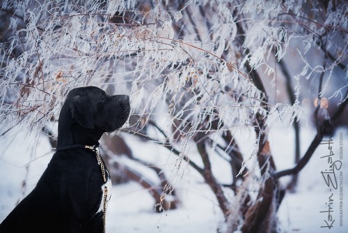 “Deutsche Dogge” Canon EOS 5D Mark II + 135mm f/2L USMAuthors: Katrin Lebedinskaya &