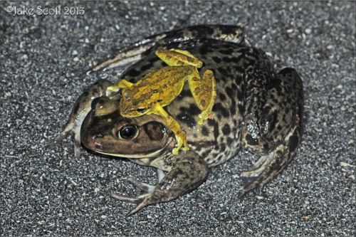 toadschooled: This little cuban tree frog [Osteopilus septentrionalis] probably thought he was 
