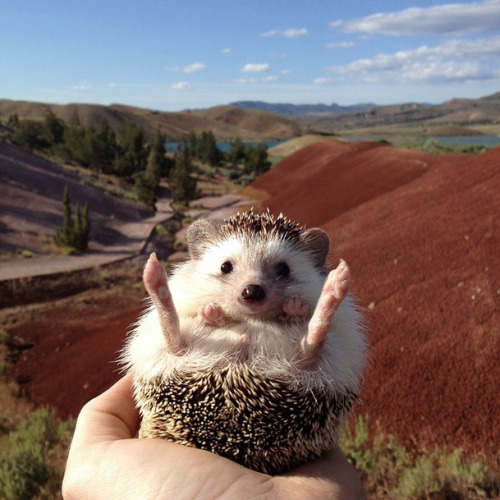 wonderous-world:  Remember Biddy the two year old little African Pygmy hedgehog? Well, he’s four years old now and still going on travelling adventures with his people parents Thomas and Toni, and the newest addition to their family- his sister Charlie,