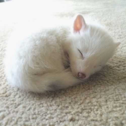 mairah-ariana:  gingerun:  cannibalistic-nun:  awesome-picz:    This Domesticated Baby Red Fox Is The Sleepiest Pet Ever  I’m wondering if the person who named this was color blind  bubblymegan  I need this beautiful bb