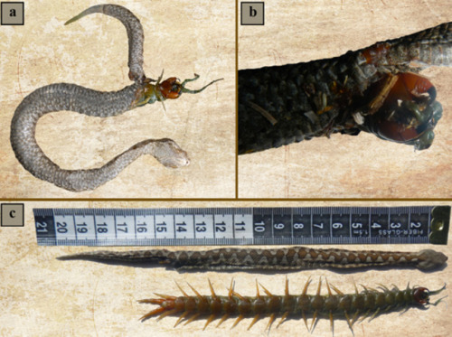 strawb0nes:  mothernaturenetwork:  Centipede bursts from snake’s stomachThe species of centipede is supposedly very hard to kill, and it likely devoured the snake’s organs as it slowly ate itself out of the snake’s body.  Oh my fucking god RUN FOR