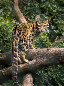 bigcatkingdom:  Clouded leopard in tree (by