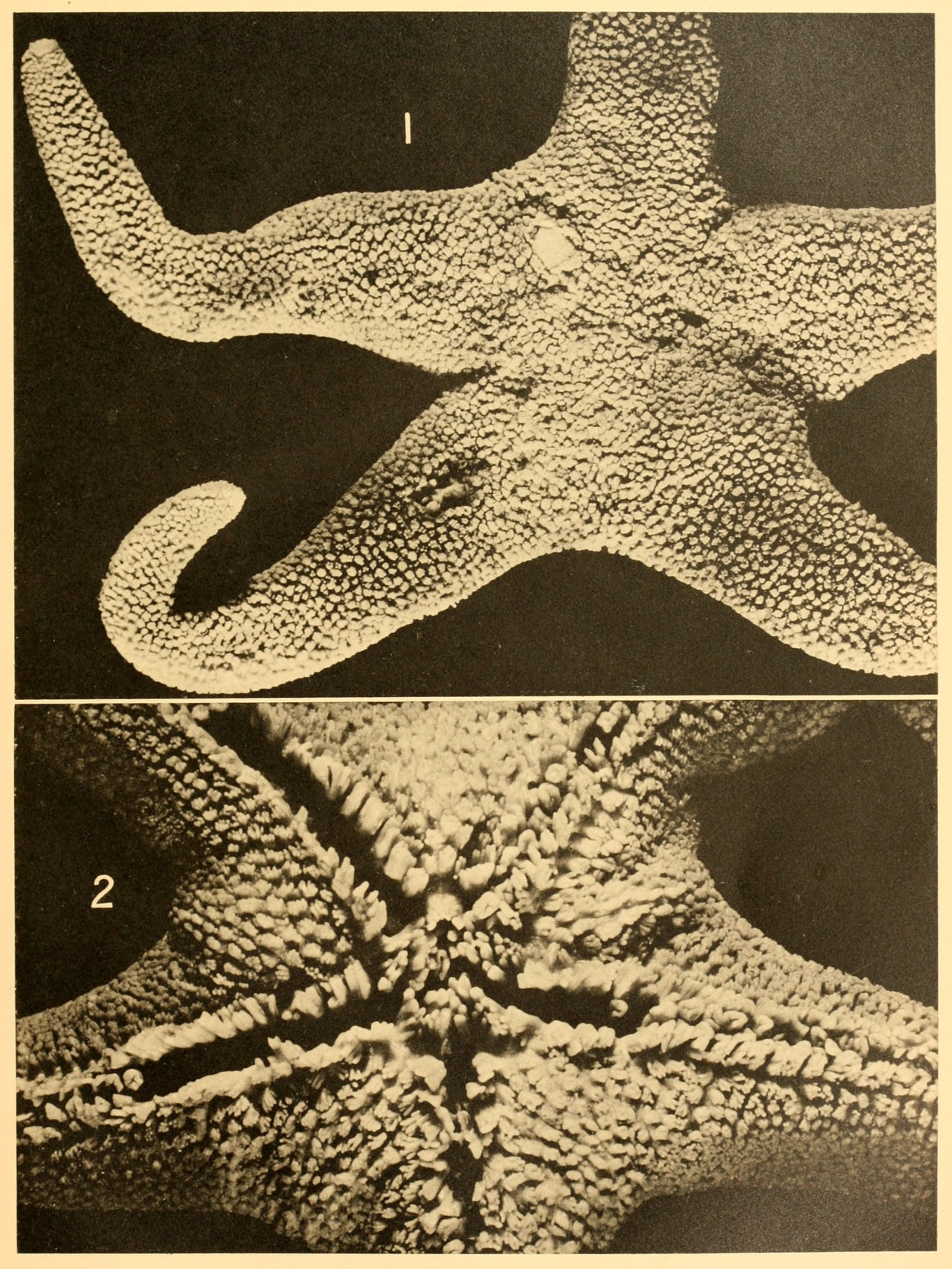 nemfrog:Plate VIII. Asteroidea. Discovery reports. 1941. Falkland Islands.Internet Archive