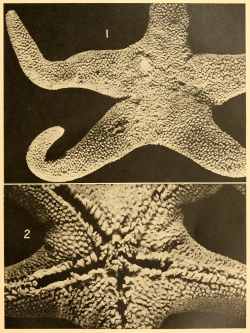 nemfrog:Plate VIII. Asteroidea. Discovery reports. 1941. Falkland Islands.Internet Archive
