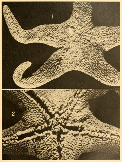 nemfrog:Plate VIII. Asteroidea. Discovery reports. 1941. Falkland Islands.Internet Archive