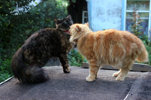 elkinei:mom (red one) and her daughter (spotted)and sometimes they quarrel 