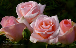 morethanphotography:  The last rose of the season (from our rosary) by vladspesivtsev 