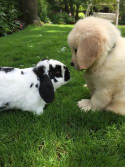 Bunnies Oh My!