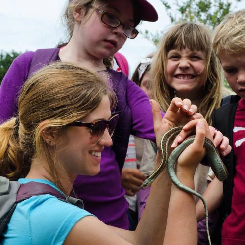 Our #PrecitaPark campers take a close look at this beauty of a Western Terrestrial Garter #Snake whi