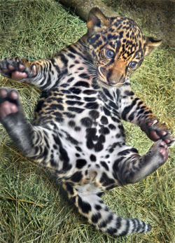 magicalnaturetour:  Tikal me Elmo (by Stinkersmell)