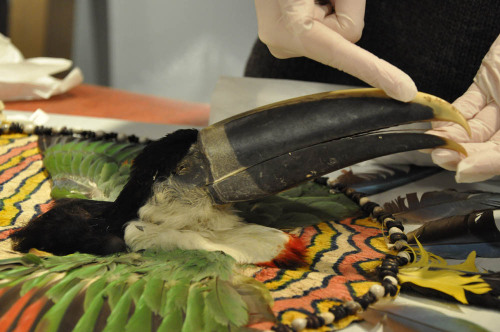 How to Pack Your Toucan! (Part 1) Associate Conservator Angela Duckwall had an unusual task this wee