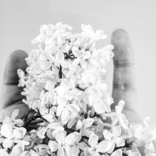 halosydnes:White Lilac 15/05/2016